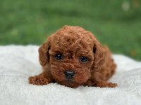 DENİZLİ POODLE EVİNDEN OYUNCAK BOY POODLE BEBEKLER