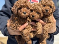 Ankaranın en seçkin redbrown kore toy poodle ları