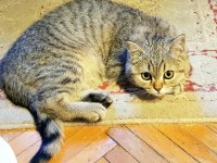 British Shorthair Oğlumuz LOKI İçin Acil Yuva
