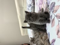 British shorthair 2 aylık