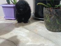 Pomeranian boo köpeğimiz