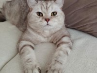 British Shorthair Kısır Erkek Ücretsiz