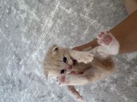 Sarı Bebek Scottish Fold