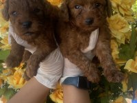Kore poodle