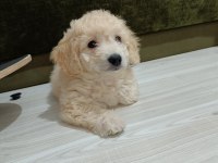 Maltipoo yavru