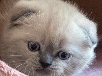 2.5 aylık scottish fold sadece izmir