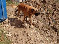 Adamcıl 3 yaşında kangal kopeği