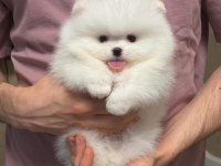 Pomeranian Boo Teddy Bear Yavrulardan Biri İçin Ulasın