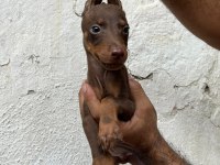 Doberman köpekler
