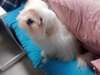 Maltese terrier bakımlı kimlikli aşıları tam