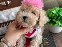 Sağlık ve ırk garantili maltipoo yavrularımız