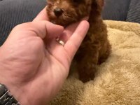 Poodle Kore Teacup 3.5 Aylık Dişi