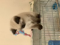 British shorthair yavrumuza yuva arıyoruz