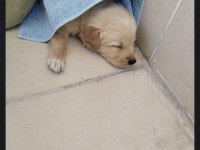 Golden retriever 3 aylık erkek iç dış parazit karma oldu