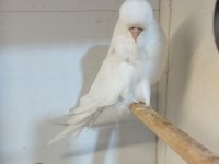 Show jumbo muhabbet kuşları
