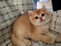 Altın rengi golden dişi yavru british shorthair