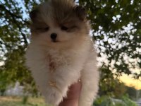 Pomeranian Boo