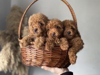 KOREKAN TOY POODLE YAVRULARIMIZ KİLO VE IRK GARANTİLİ
