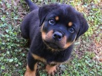 Rottweiler Yavrularımız