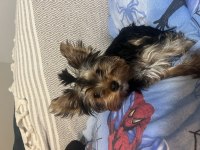 5 aylık 1,5 kg dişi uygun fiyatlı yorkshire terrier