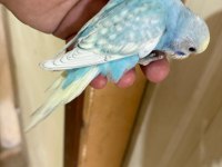 31 GÜNLÜK OĞLAN BEBEK MUHABBET KUŞUMUZ