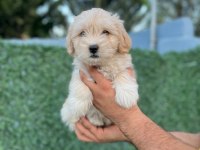 EN İYİ DOSTUNUZ MALTİPOO