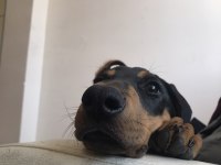 Dünyalar tatlısı 4 aylık doberman eğitime açık