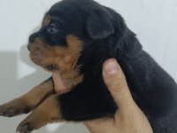 Dişi erkek ve dişi rottweiler yavrular