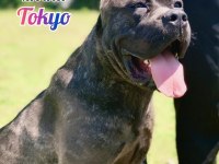 A şecereli kan hattı cane corso