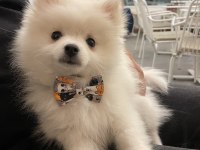 3 AYLIK SAFKAN POMERANIAN YAVRUMUZ YUVA ARIYOR