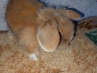 Teddy lop tavşanı yavrular mavi goz
