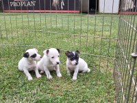 AKKUŞ ÜRETİM ÇİFTLİĞİNDEN JACK RUSSELL YAVRULARI