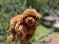 Kore Poodle Yavru Baby Face