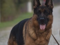 Secereli show line kan hattına sahip alman çoban köpeği