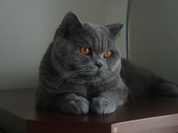 SEVECEN, SAKİN ERKEK BRITISH SHORTHAIR