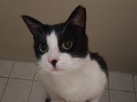 TERK EDİLMİŞ KUCAK KEDİSİ SMOKİN