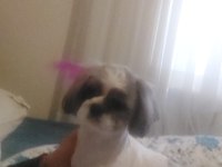 2 yaşında dişi shih-tzu