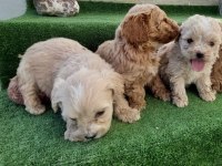 MALTİPOO YAVRULAR