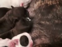 Yeni doğmuş French Bulldog yavrular