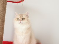 Krem Rengi British Longhair Kızımız