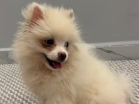 2 aylık pomerian