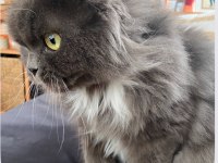 Scottish fold longhair kedimize yeni bir ev arıyoruz