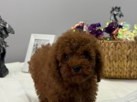 Kore toy poodle yavrular