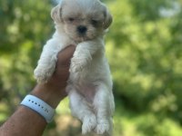 Korea Teacup Maltese Yavrularımız