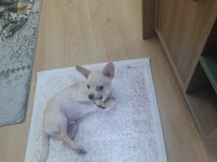 5 Aylık Erkek Chihuahua