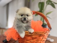 Orange teddy pomeranian