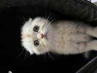 2 aylık erkek A kalite scottish fold