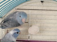 5 aylık cennet papağanı dişi orjinal