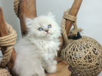 ÜST KALİTE MAVİ GÖZLÜ BRİTİSH LONGHAİR