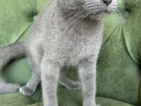 Scottish shorthair